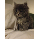 iheartcatsx