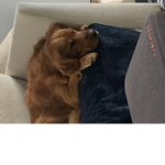 MaddiePlayzRoblox