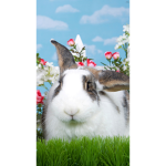 Kaninchen Liebe