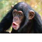 O Monkeys
