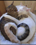 Pawsome Kittiez