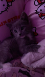 Levipaws