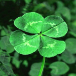 green clover group