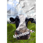 cow :} mooooo