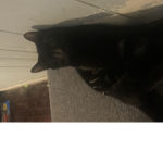 People loves cats