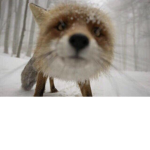 FoxSquadGoals