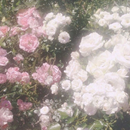 𝐯𝐞𝐢𝐧𝐬