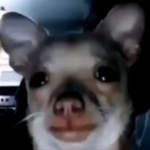 Dog? Fan Group