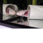 axolotl pond <3