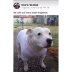 Moo’s fan club