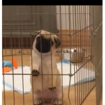 The pug coop