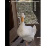 POT DUCKS
