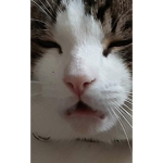 Warrior Cats : BrightClan
