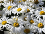 Taylor daisies