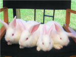 Secret bunny protection squad (SBPS)