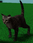 The El gato cult (slap Battles)