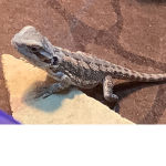 Bearded dragon vibes
