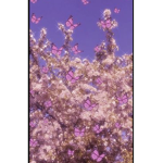 Clouds_dancing