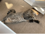 ~*+ Cat group +*~