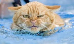 the random cat group