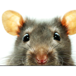 The 7 year old rat!
