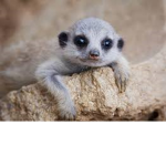 Meerkats group for fans