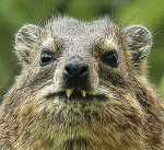 Hyrax Cave