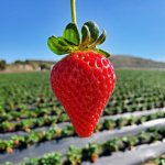 | strawberry |