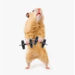 Da rats/hámsters
