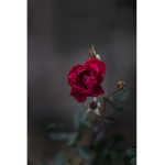 The Kingdom Of Roses