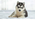 Huskyzer fan group