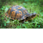 MLG Turtlez