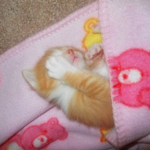 snore