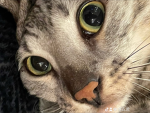 ねっこ2