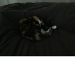 Bruh the cat