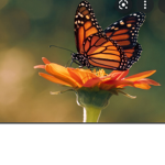 The Monarch butterlies