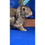 Bunz chat