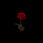 Forgetful existence..