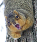 ~*{Cute squirrels}*~
