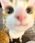 Nxys Potatoes