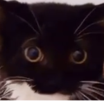 Cadityo Animations