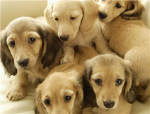 Puppy Lovers <3