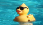 agile duck