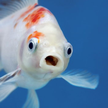Be a stinky fish in a stinky river