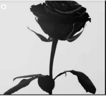 Night Rose