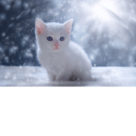 CUTE KITTY GROUP IN SNOW