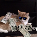 *CatArmy*