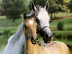 Equestrian Enthusiasts