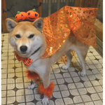 Poki