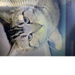 Help cats